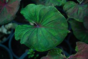 Beautiful Caladium bicolor colorful leaf in the garden. photo