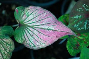 Beautiful Caladium bicolor colorful leaf in the garden. photo
