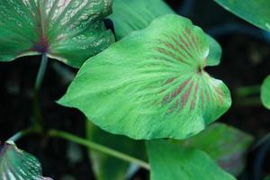 Beautiful Caladium bicolor colorful leaf in the garden. photo