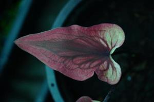 Beautiful Caladium bicolor colorful leaf in the garden. photo