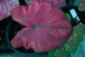 Beautiful Caladium bicolor colorful leaf in the garden. photo