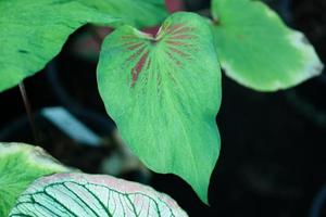 Beautiful Caladium bicolor colorful leaf in the garden. photo