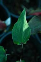 Beautiful Caladium bicolor colorful leaf in the garden. photo