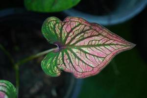 Beautiful Caladium bicolor colorful leaf in the garden. photo