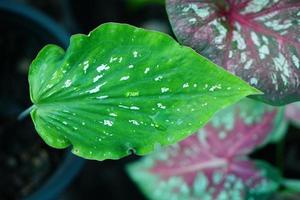 Beautiful Caladium bicolor colorful leaf in the garden. photo