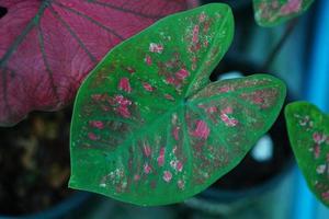 Beautiful Caladium bicolor colorful leaf in the garden. photo