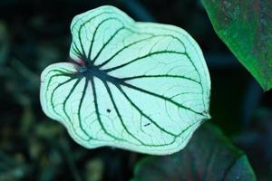 Beautiful Caladium bicolor colorful leaf in the garden. photo