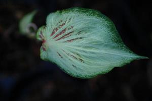 Beautiful Caladium bicolor colorful leaf in the garden. photo