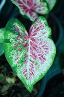 Beautiful Caladium bicolor colorful leaf in the garden. photo