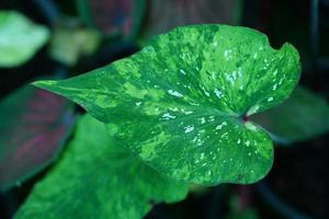 Beautiful Caladium bicolor colorful leaf in the garden. photo