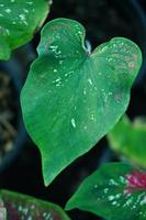 Beautiful Caladium bicolor colorful leaf in the garden. photo