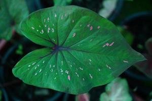 Beautiful Caladium bicolor colorful leaf in the garden. photo