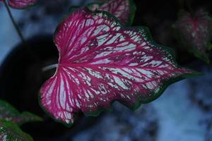 Beautiful Caladium bicolor colorful leaf in the garden. photo