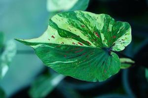 Beautiful Caladium bicolor colorful leaf in the garden. photo