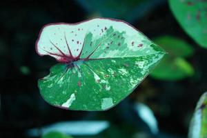Beautiful Caladium bicolor colorful leaf in the garden. photo