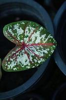 Beautiful Caladium bicolor colorful leaf in the garden. photo