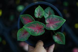 Beautiful Caladium bicolor colorful leaf in the garden. photo