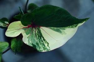 Beautiful Caladium bicolor colorful leaf in the garden. photo