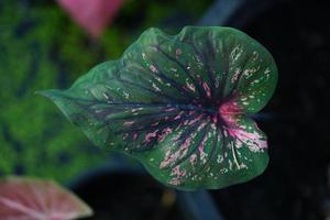 Beautiful Caladium bicolor colorful leaf in the garden. photo