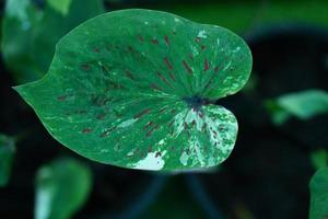 Beautiful Caladium bicolor colorful leaf in the garden. photo