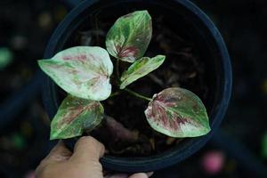 Beautiful Caladium bicolor colorful leaf in the garden. photo