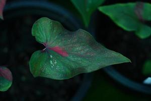 Beautiful Caladium bicolor colorful leaf in the garden. photo