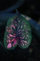 Beautiful Caladium bicolor colorful leaf in the garden. photo
