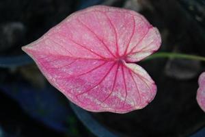 Beautiful Caladium bicolor colorful leaf in the garden. photo