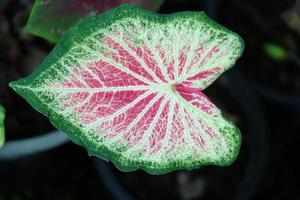Beautiful Caladium bicolor colorful leaf in the garden. photo