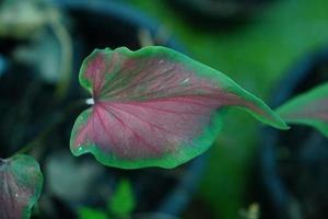 Beautiful Caladium bicolor colorful leaf in the garden. photo