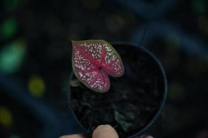 Beautiful Caladium bicolor colorful leaf in the garden. photo