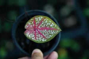 Beautiful Caladium bicolor colorful leaf in the garden. photo