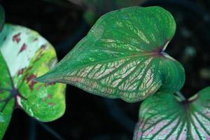 Beautiful Caladium bicolor colorful leaf in the garden. photo