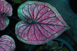 Beautiful Caladium bicolor colorful leaf in the garden. photo