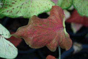 Beautiful Caladium bicolor colorful leaf in the garden. photo