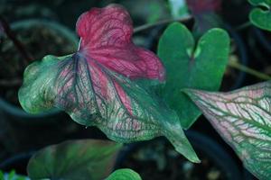 Beautiful Caladium bicolor colorful leaf in the garden. photo