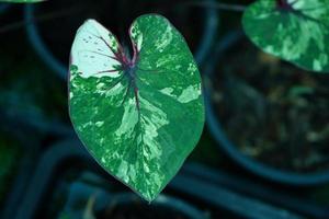 Beautiful Caladium bicolor colorful leaf in the garden. photo