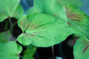 Beautiful Caladium bicolor colorful leaf in the garden. photo