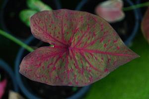 Beautiful Caladium bicolor colorful leaf in the garden. photo