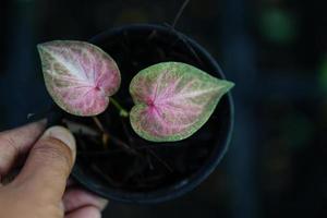 Beautiful Caladium bicolor colorful leaf in the garden. photo