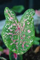 Beautiful Caladium bicolor colorful leaf in the garden. photo