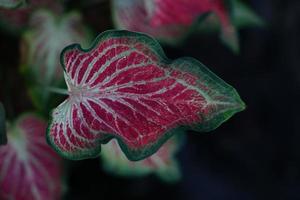 Beautiful Caladium bicolor colorful leaf in the garden. photo