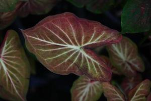 Beautiful Caladium bicolor colorful leaf in the garden. photo