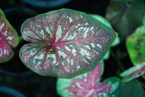 Beautiful Caladium bicolor colorful leaf in the garden. photo