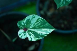 Beautiful Caladium bicolor colorful leaf in the garden. photo