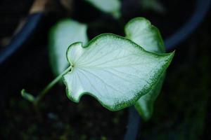 Beautiful Caladium bicolor colorful leaf in the garden. photo