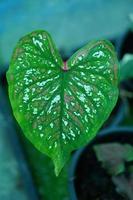 Beautiful Caladium bicolor colorful leaf in the garden. photo