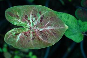 Beautiful Caladium bicolor colorful leaf in the garden. photo