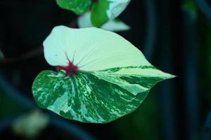 Beautiful Caladium bicolor colorful leaf in the garden. photo