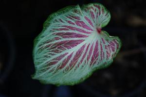 Beautiful Caladium bicolor colorful leaf in the garden. photo
